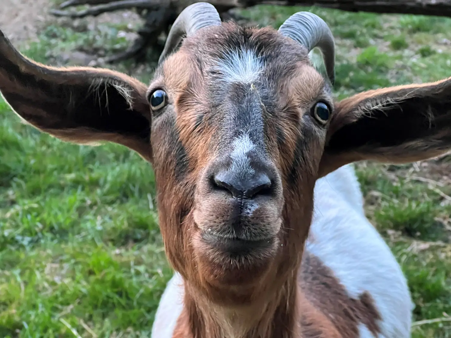 süße Ziege von Heinrich Seegers Objekttextilien GmbH